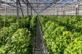 Выращивание экологически чистых овощей в теплице без применения химии и ГМО.