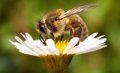 Пчёлам нужна наша помощь