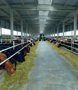 2000 акций в ферму по разведению мясного КРС